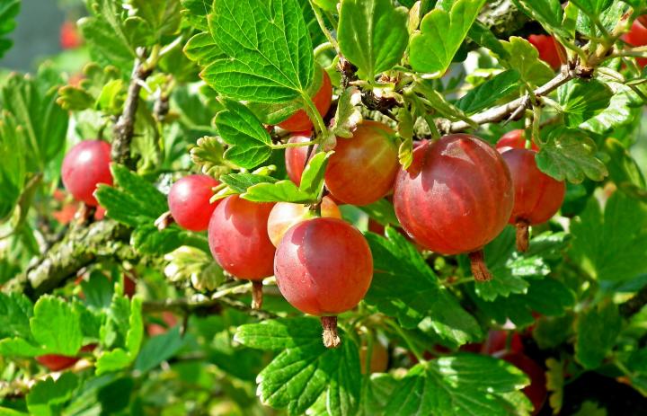 How To Grow Gooseberries From Planting To Harvest | Almanac.com